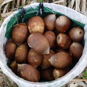 Babassu oil