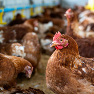 Chicken Sale, Poultry Wholesale