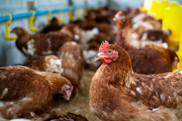 Vente de poulet, Vente en Gros des Volailles