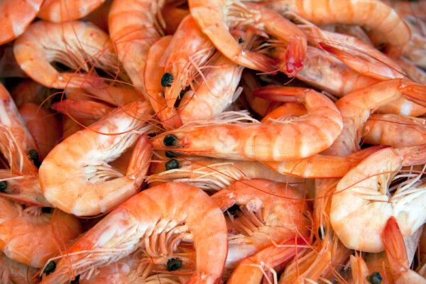 Vente en gros de Crevettes