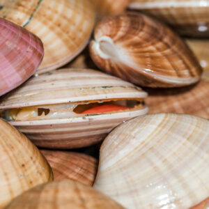 Scallop wholesale