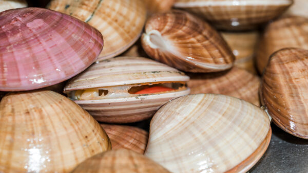 Scallop wholesale