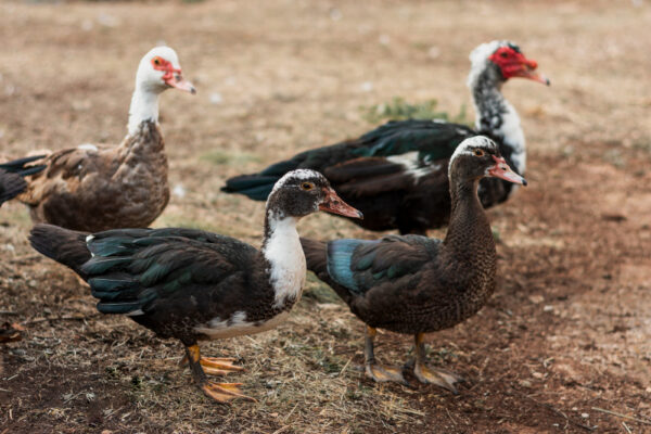 Vente de Canard