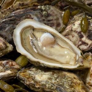 Oyster wholesale