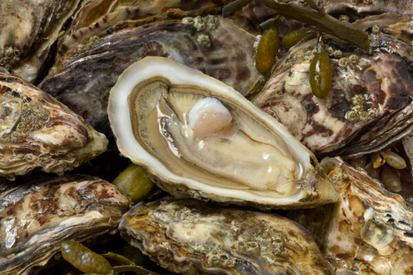 Oyster wholesale