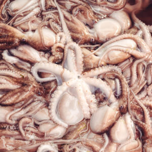 Octopus wholesale