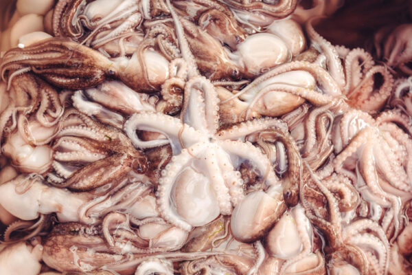 Octopus wholesale