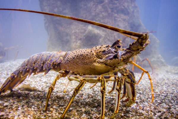 Vente en gros de Langoustes