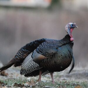 Sale of Turkey chicken, Wholesale of Poultry: turkeys