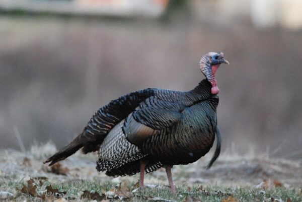 Sale of Turkey chicken, Wholesale of Poultry: turkeys