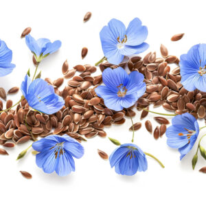 Wholesale Flax Seeds