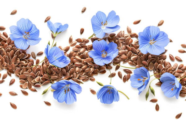 Wholesale Flax Seeds