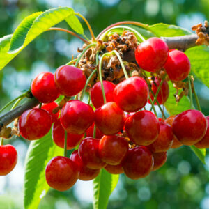 Cherry wholesale