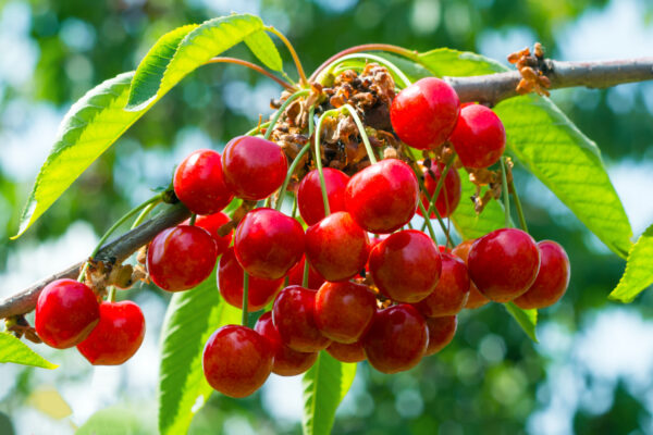 Vente en gros des Cerises