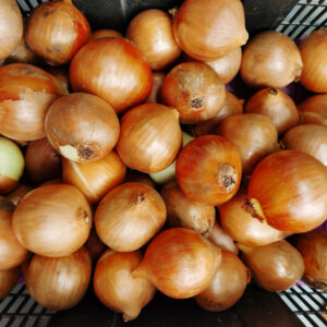 Wholesale Onions