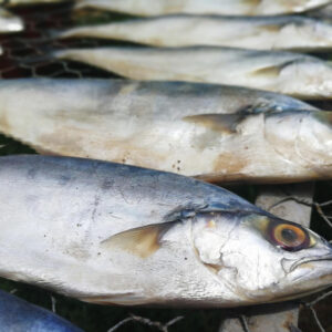 Wholesale of Mackerel