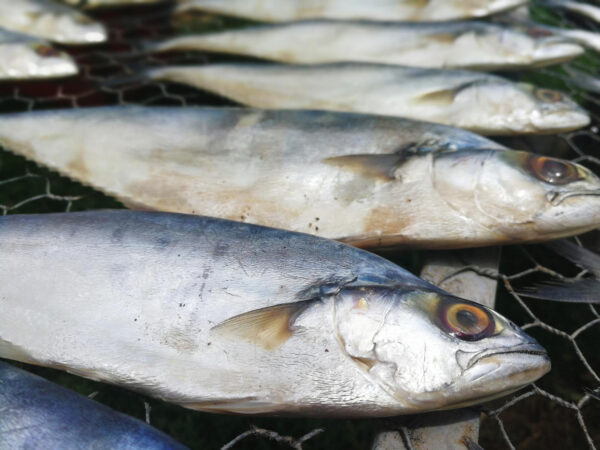 Wholesale of Mackerel