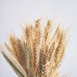 Wholesale Triticale