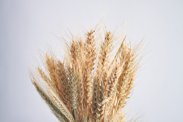 Wholesale Triticale