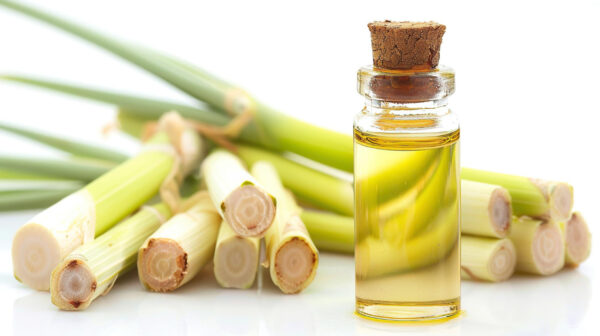 Fennel Essential Oil