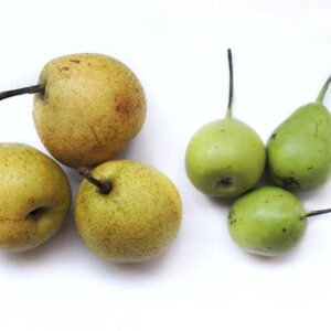 Wholesale pears