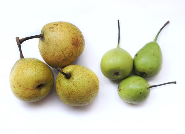 Wholesale pears