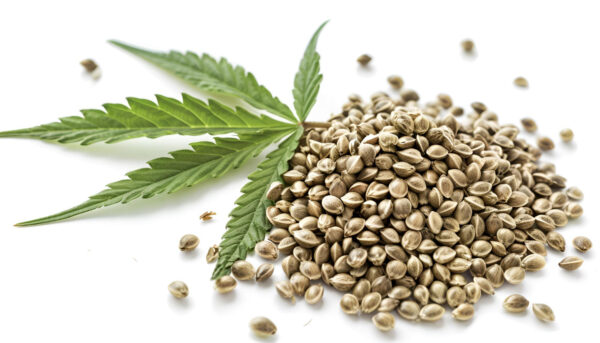 Wholesale hemp seeds