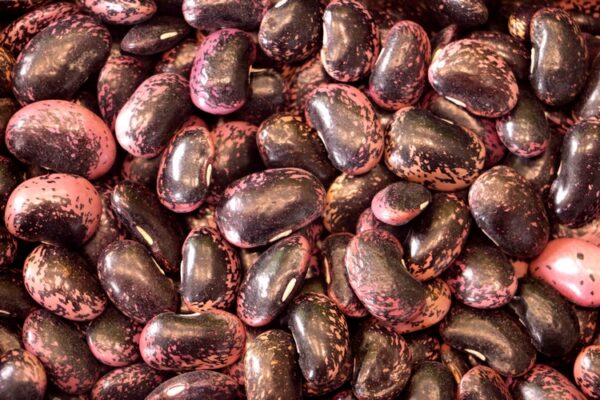 wholesale speckled round beans