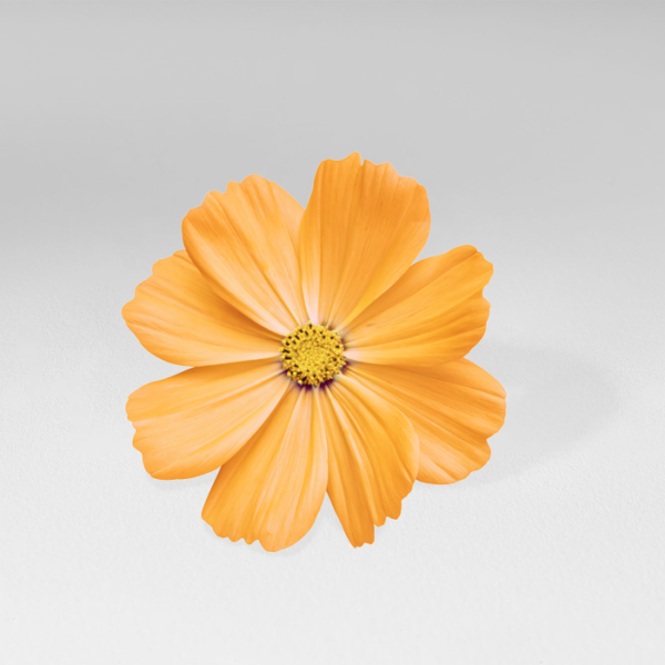 Fleur de cosmos comestible