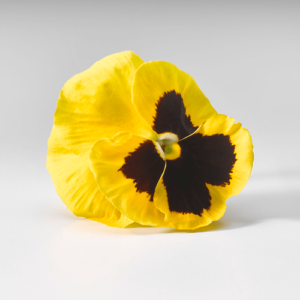 Edible pansy flower