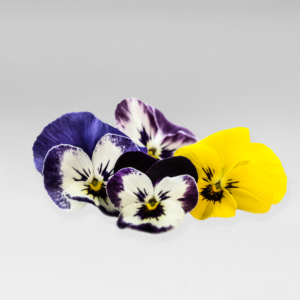 Mini edible pansy flower