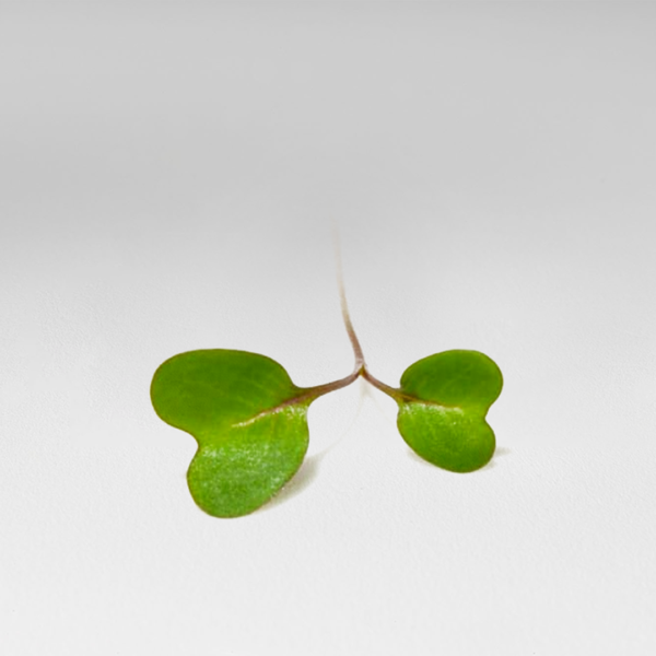 Kohlrabi sprouts