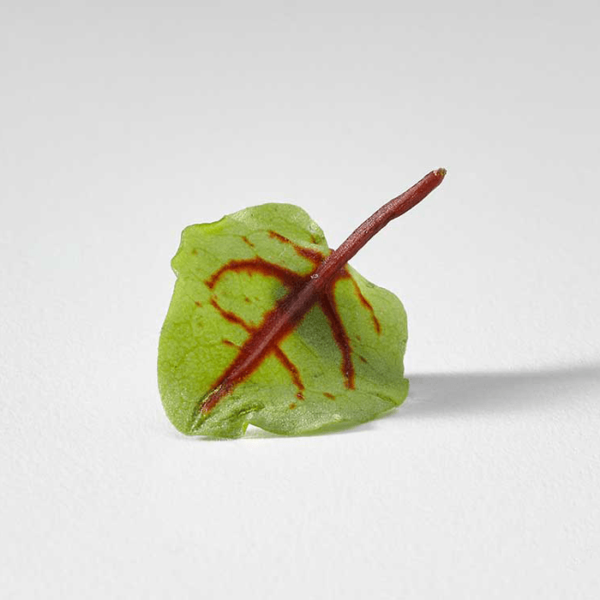 Baby red sorrel leaf