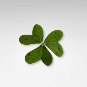 Oxalis baby leaf