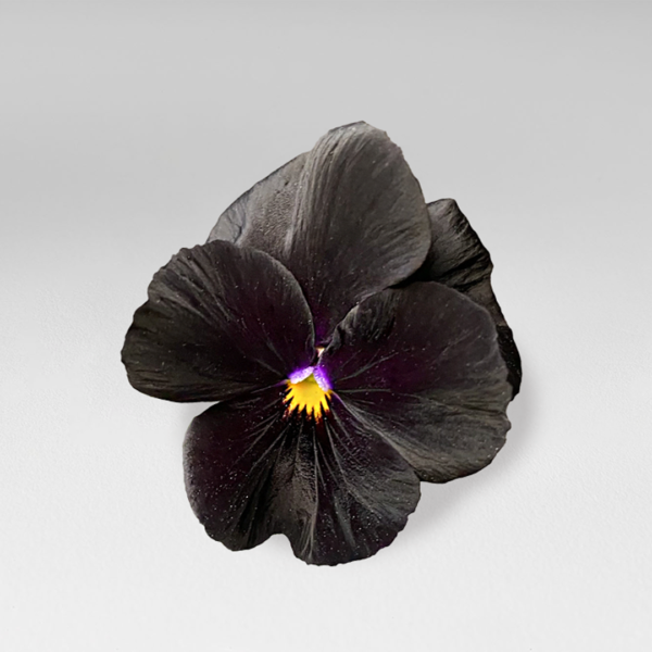 Mini edible black pansy flower